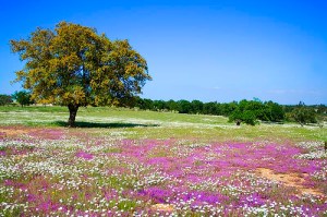 dehesa_andaluza