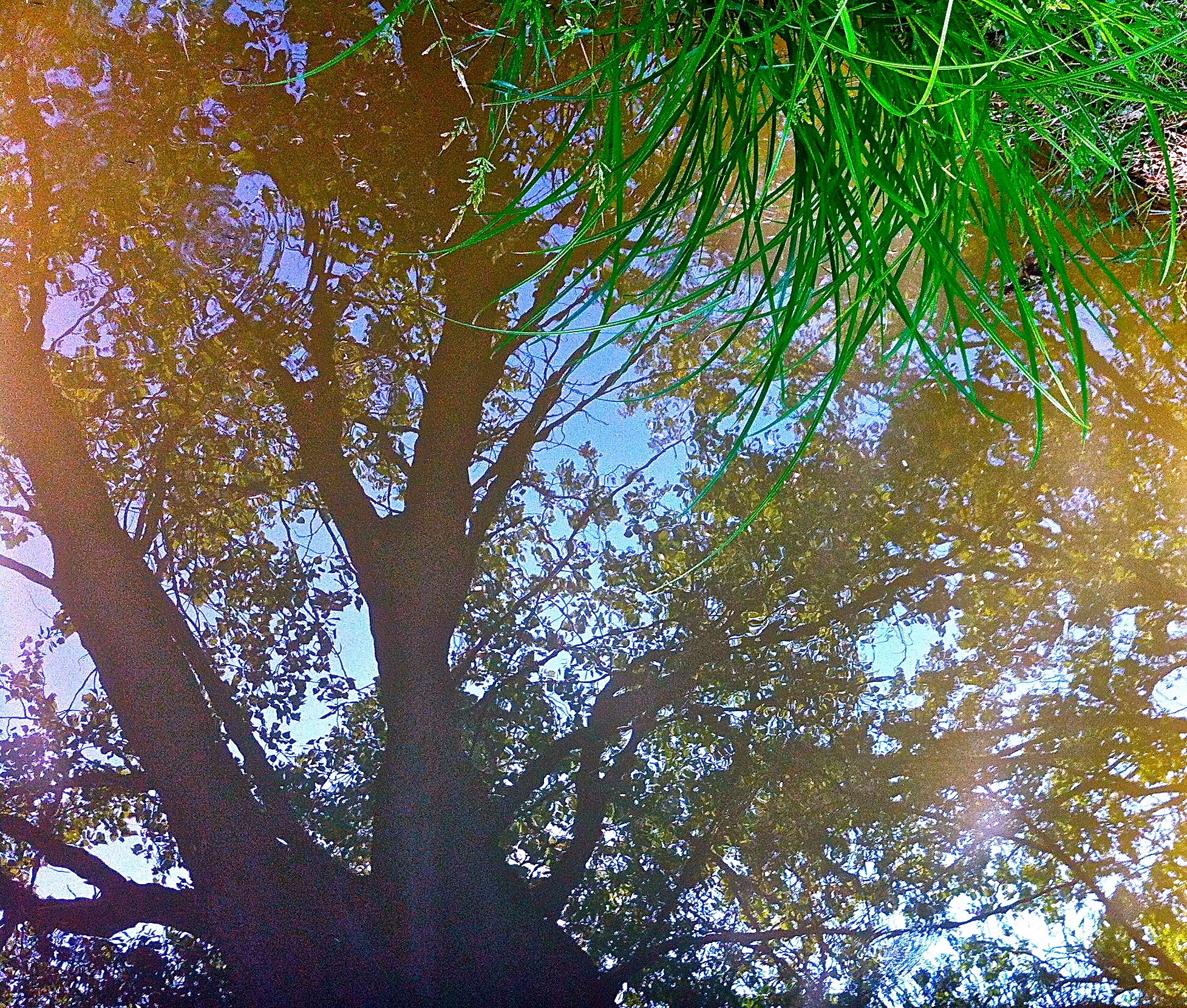 IMG_0118.jpeg